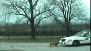 Atak psów na policjantów w USA