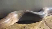 wąż anakonda