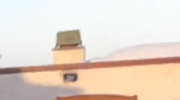 Lew Morski na dachu domu