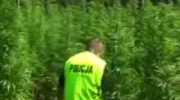 Policja odkryła plantację marihuany