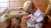 Labradory kochają dzieci