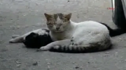 Empatia -Cat gives a cardiac massage to his injured girlfriend.