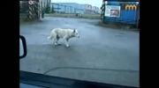Pies który czuje rytm