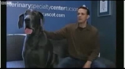 Największy pies świata