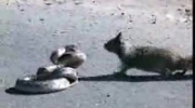 wiewiórka kontra wąż - zadziwiający obrót sprawy