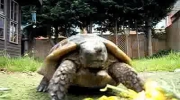 żółwik wcina
