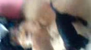 Dwa labradory i amstaff