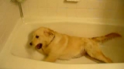 Labrador w wannie