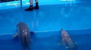 Delfiny z zoo w Barcelonie