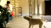 Pies vs Wuwuzela