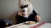 Pies w okularach je ciastka,popijając je mlekiem