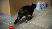 Kot Oscar dostał bioniczne łapy