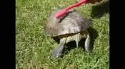 Żółw tańczący techno