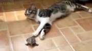 Żółw vs Kot
