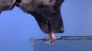 Slowmotion - pies pijący wodę