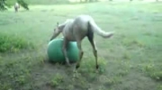 Koń bawi się piłką do aerobiku