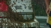 Pszczoły uwięziły policjanta