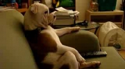 Pies ogląda TV