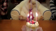 Urodziny kota