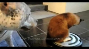 Jeżdżący kot vs pies