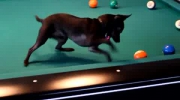 Chihuahua gra w bilard