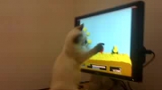Kot gra w "Polowanie na kaczki"