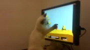 Kot gra w kaczki