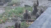Skaczące wydry