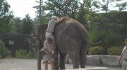 Jak nie wchodzić na słonia
