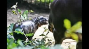 Młody hipopotam karłowaty z wrocławskiego zoo