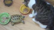 Żółw ninja pogromca kotów
