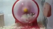 Turbo hamster z podkladem dzwiekowym