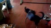 Hachi i Hepi bawią się po przeprowadzce