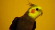 Kubuś