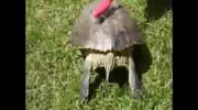 Ten żółw mógłby założyć własną szkołę tańca!