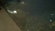 Pingwin pierdzący pod wodą