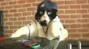 Prawdziwy DJ Kot - Netia (adin, dwa, tri)