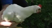 Zapatrzona kura (Staring hen)