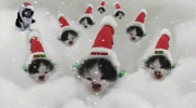 Śpiewające koty na święta