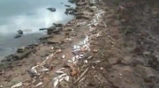 Tysiące martwych ryb