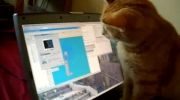 Kotek i wygaszacz ekranu