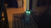 kot z laserm w oczach