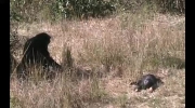 Szympansy opłakują zmarłe dzieci