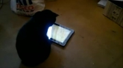 Gra dla kotów na iPada