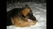zander
