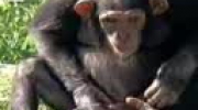 monkey 111