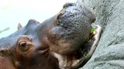 Hipopotam vs arbuz