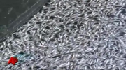 Odkryto miliony martwych ryb
