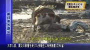 Pies ratuje psa