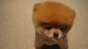 Najsłodszy psiak na świecie - szczeniak Boo